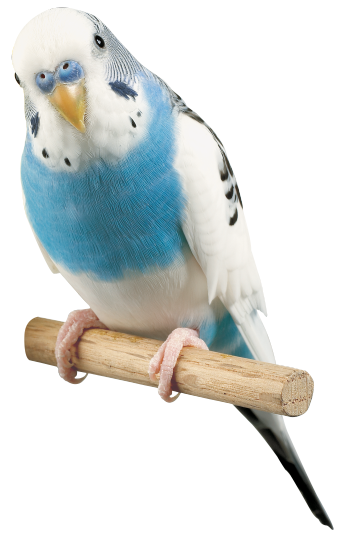 Blue and White Parakeet